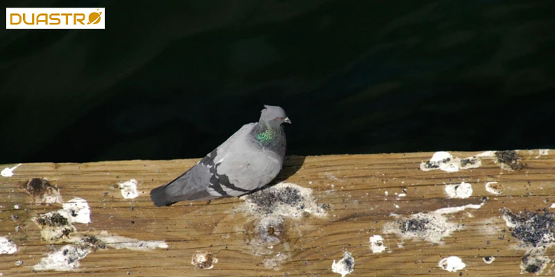 Bird Poop: Symbolism and Superstitions 